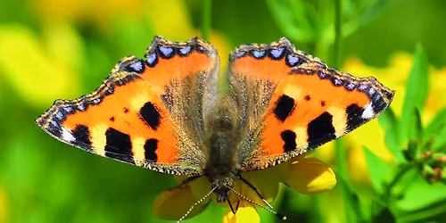 Fotosafari i Lynge Grusgrav