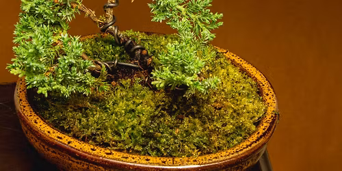 Bonsai for Beginners Workshop