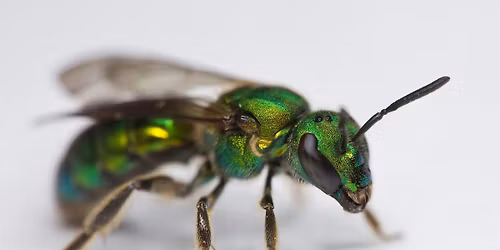 Native Bees and Thee