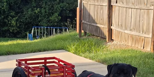 Northstar Rottweiler Club All Breed Carting Test