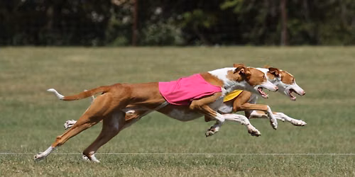 IHCUS AKC lure coursing specialty