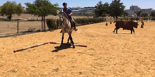 Success wth Horses, Stage 3, Oamaru