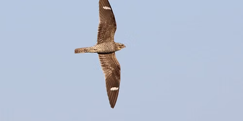 Nighthawk Nights! A Migration Celebration!