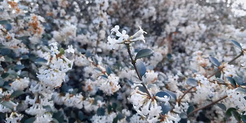 Curator Tour - Themes Collection