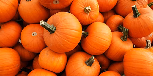 4-H Horticulture Club - Pumpkin Creations