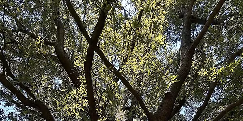 Willowtown Tree Walk