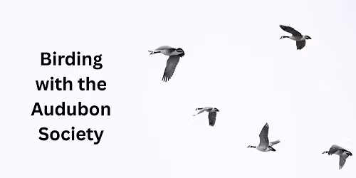 Birding with the Audubon Society