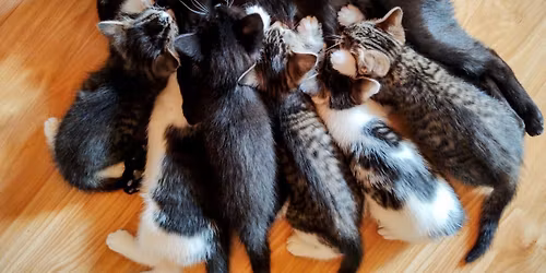 Cat and Kitten Adoptions in Missoula!