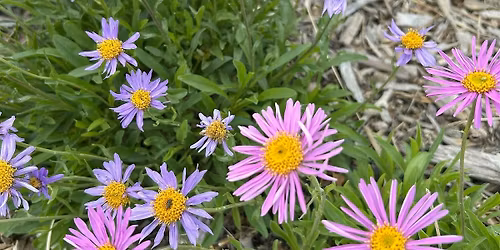 Dry Doesn't Mean Dull: Hardy Plants for Vibrant Landscapes