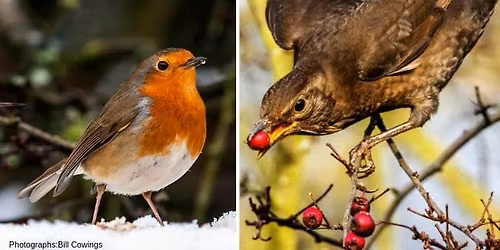 NEW YEAR\u2019S MORNING BIRD WALK