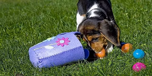 CBT's 12th Annual Egg Hunt for Dogs