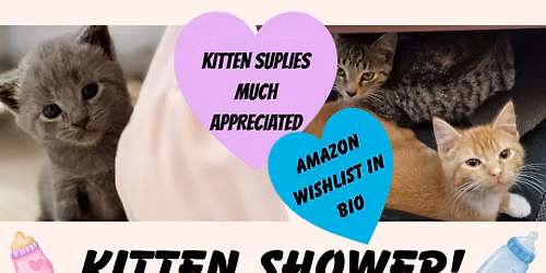 Kitten Shower