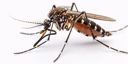 Infoveranstaltung zur Bek\u00e4mpfung von Tigerm\u00fccken