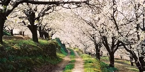 Escapada 3 D\u00cdAS \u2013 Cerezos en Flor en el Valle del Jerte