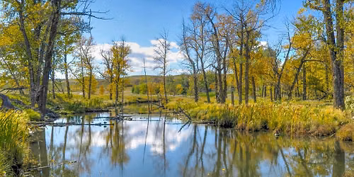 Walking Tour: Burns, Birds and Buckbrush