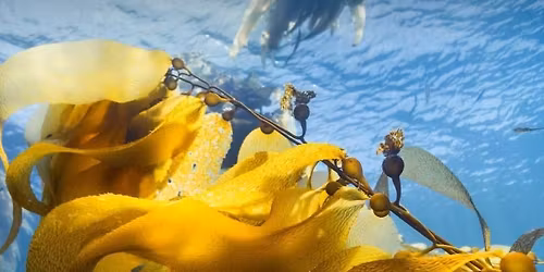 'Ocean with David Attenborough' film screening