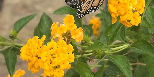 Butterfly Release Memorial