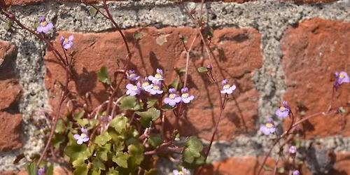 Balade naturaliste : Flore sauvage de nos rues ou  street\u2019art v\u00e9g\u00e9tal 