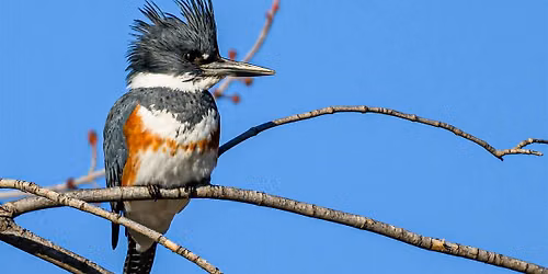 Wednesday Birders at Kathryn Albertson Park
