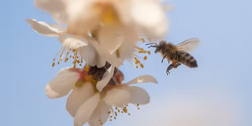 Trip to Hustope\u010de Almond Orchards!