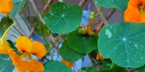 Native Plants and Pollinators Relationships