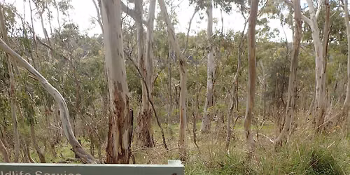 Morialta Crag Care - Far Crag