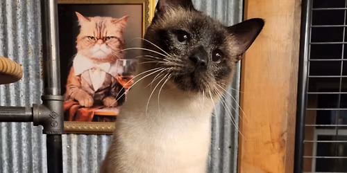 \u2744\ufe0f Purrfect Snowflake \u2744\ufe0f Adoption Event with The Kitten League 