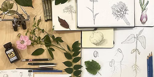 Botanical Sketching with Pencil & Ink