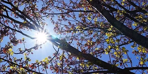 Tree ID and Natural History Tour of Red Rocks Park