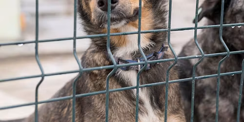 Rassemblement chiens de refuge