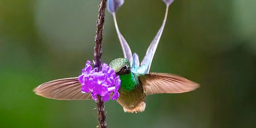 AAS Program - Birds of Colombia with Ernesto Reyes