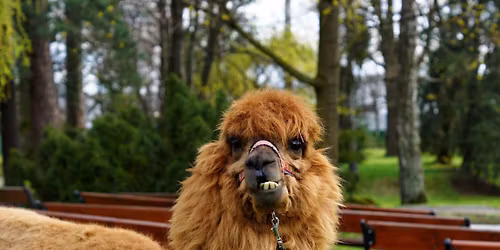 Jihoamerick\u00e9 odpoledne: flamenco, alpaky a z\u00e1\u017eitky