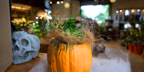 Sip & Plant Workshop: Pumpkin Succulent Planter!