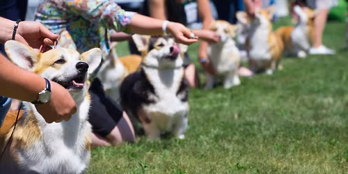 IABCA's 2025 Southland Autumn Sieger International Dog Show