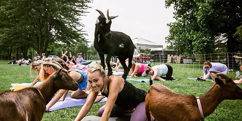 Goat Yoga at New Town - St. Charles, MO
