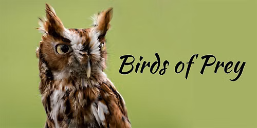 Birds of Prey