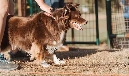 Concho Kennel Club All Breed Fastcat