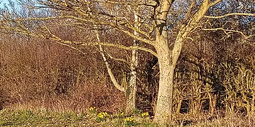 Wild Within festival 