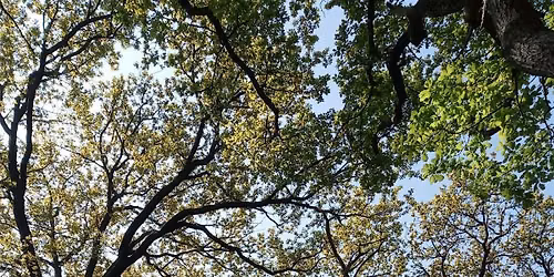 Great North Wood Guided Walk - Streatham Common to Crystal Palace