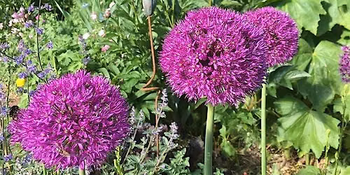 SOUTHOVER OPEN GARDENS 2026