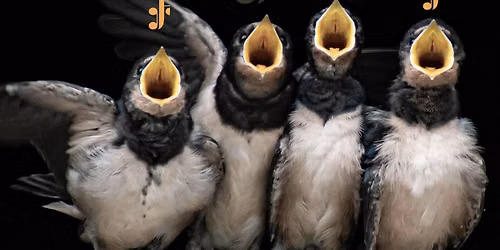 Auditions for the 2026 Christmas Season
