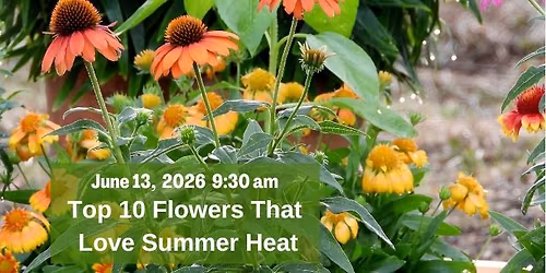 Free Garden Class: Top 10 Flowers that Love Summer Heat 