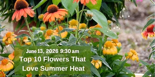 Free Garden Class: Top 10 Flowers that Love Summer Heat 
