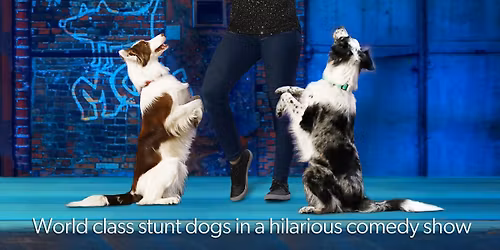 Mutts Gone Nuts: Unleashed