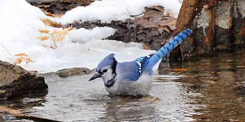 Minneapolis Audubon Society December Meeting