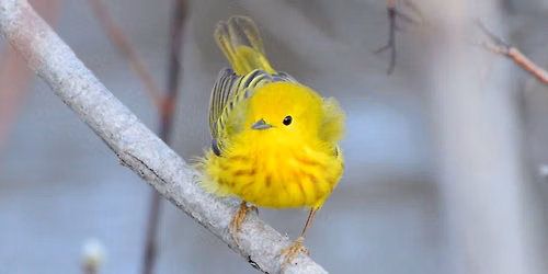Morning bird song in Mt. Lorne