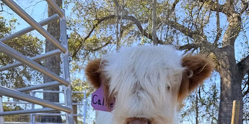 Flowers and Fluffy Highlands 