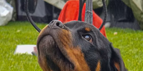 \u00c5rets siste Rottweiler rasespesial og valpeshow alle raser