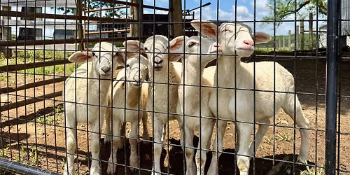Meet the Lambs & Working Farm Tour