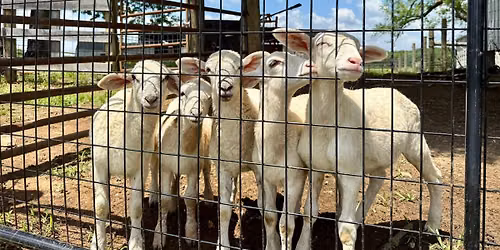 Meet the Lambs & Working Farm Tour